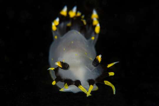 Image of Polycera tricolor Robilliard 1971