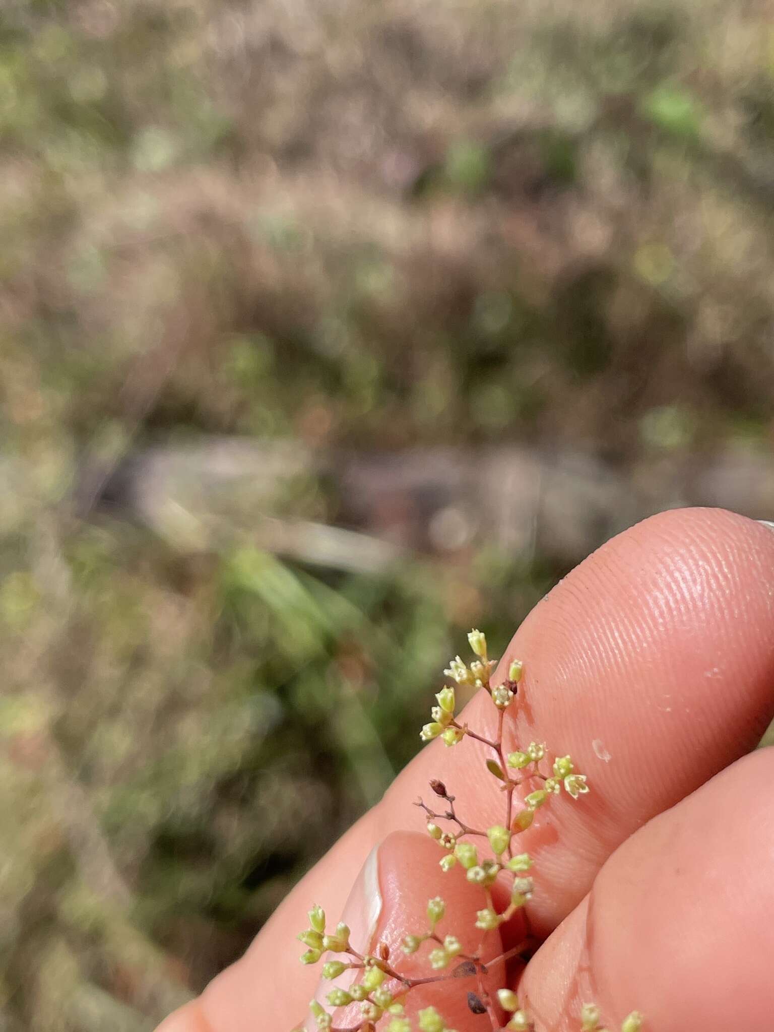 صورة Paronychia baldwinii subsp. baldwinii