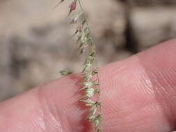 Image of fragilegrass