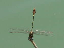 Image of Five-striped Leaftail