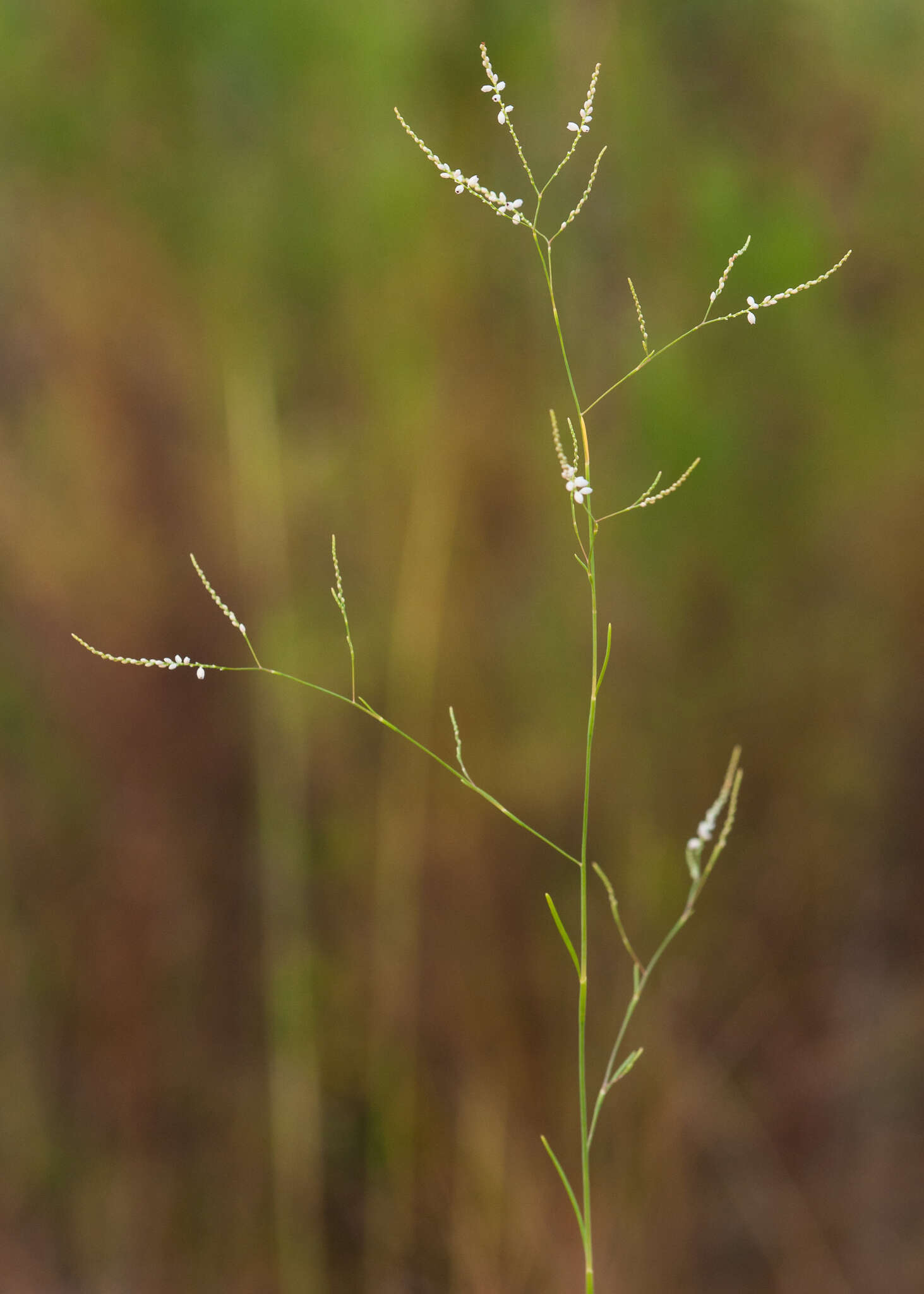 Image de Polygonella gracilis (Nutt.) Meisn.