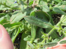 Echium bonnetii Coincy的圖片