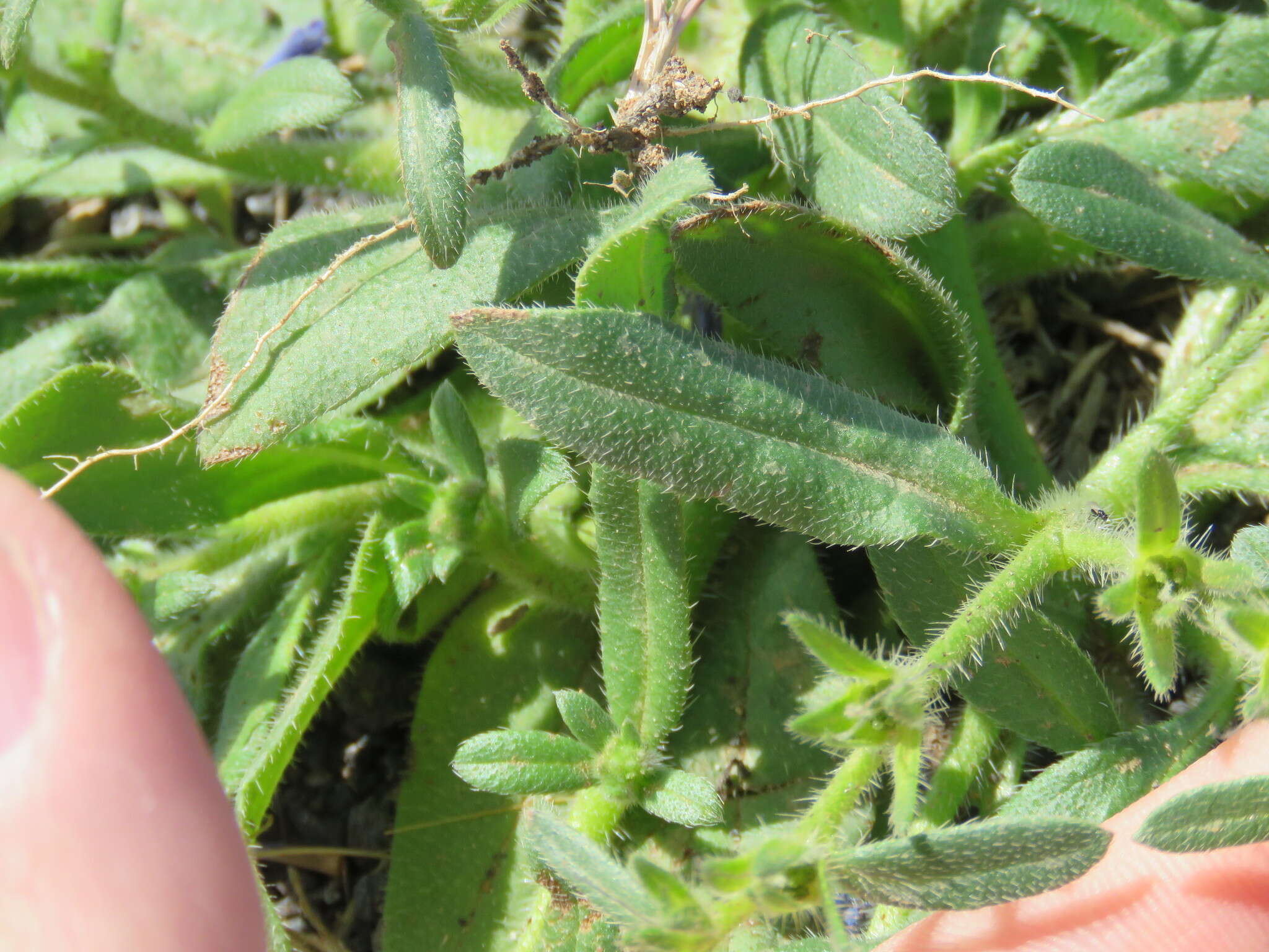 Echium bonnetii Coincy的圖片