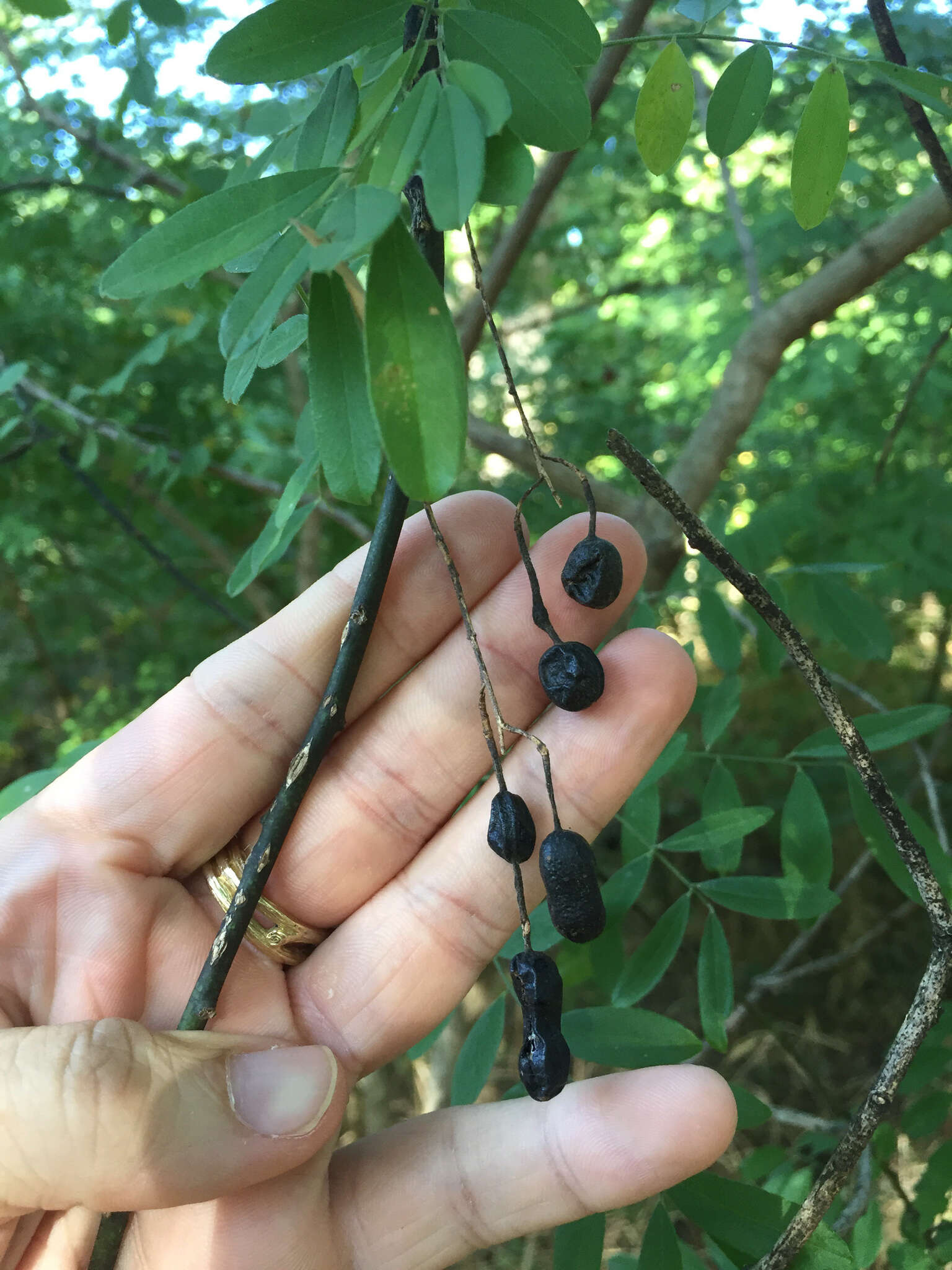 Image of Eve's necklacepod