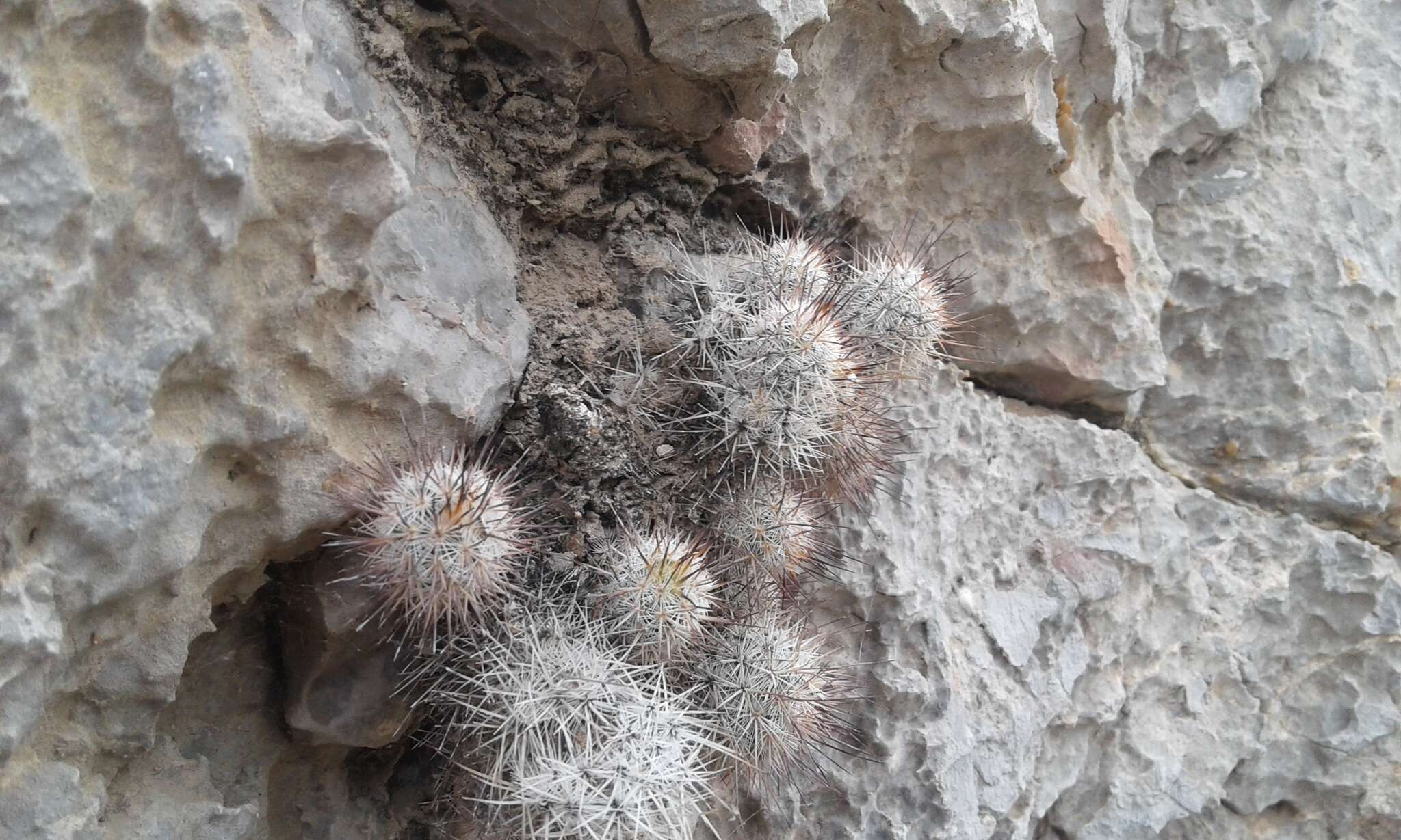 صورة Mammillaria pottsii Scheer ex Salm-Dyck