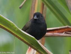 Imagem de Melanospiza bicolor (Linnaeus 1766)