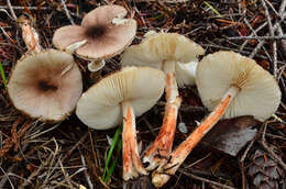 Image of Leucoagaricus flammeotinctoides Vellinga 2010