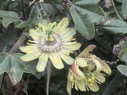 Image de Passiflora lobbii Mast.