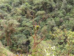 Imagem de Tillandsia schimperiana Wittm.