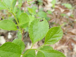 Image of Ancylis muricana Walsingham 1879