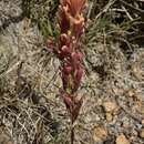 Image of Salmon Creek Indian paintbrush