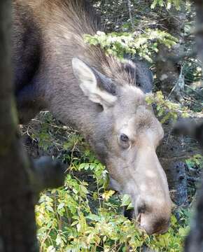 Слика од Alces americanus americanus (Clinton 1822)