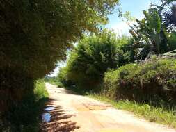 Image of hedge bamboo