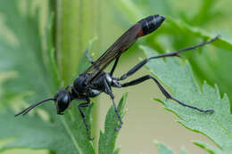 Image of Ammophila pubescens Curtis 1836