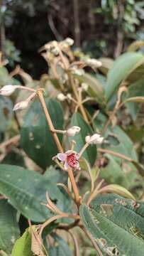 Image of Miconia dodecandra (Desr.) Cogn.