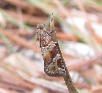 Image of Pine-tube Moth