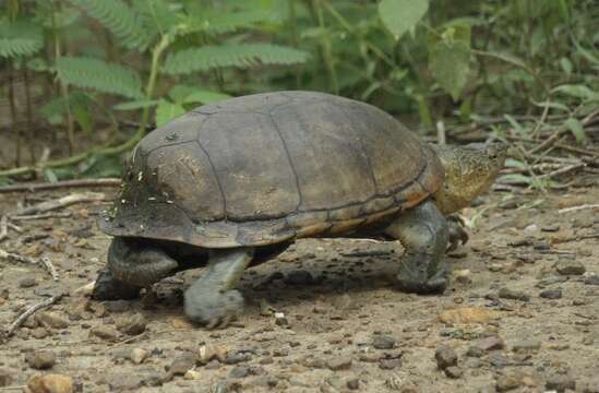 Image of Mexican Mud Turtle