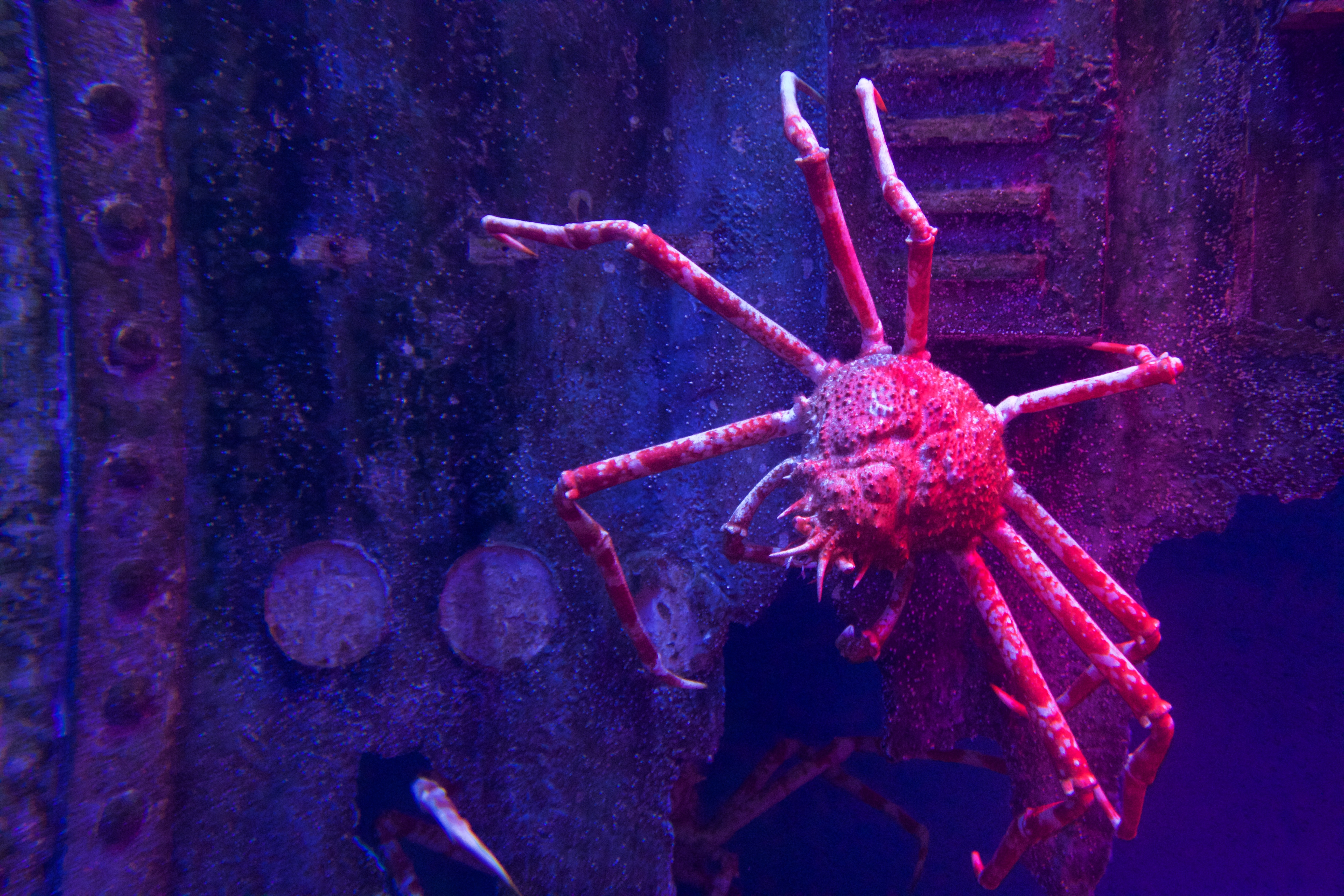 Japanese Spider Crabs Encyclopedia Of Life