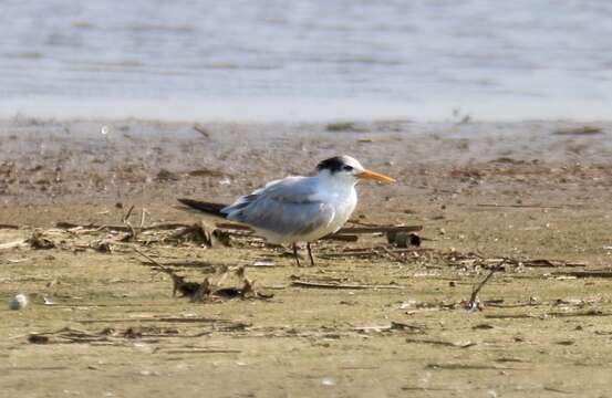 Image of Lesser Crested Tern