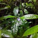 Image of Psychotria urbaniana Steyerm.