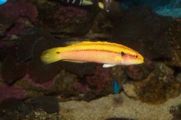 Image of Candy hogfish