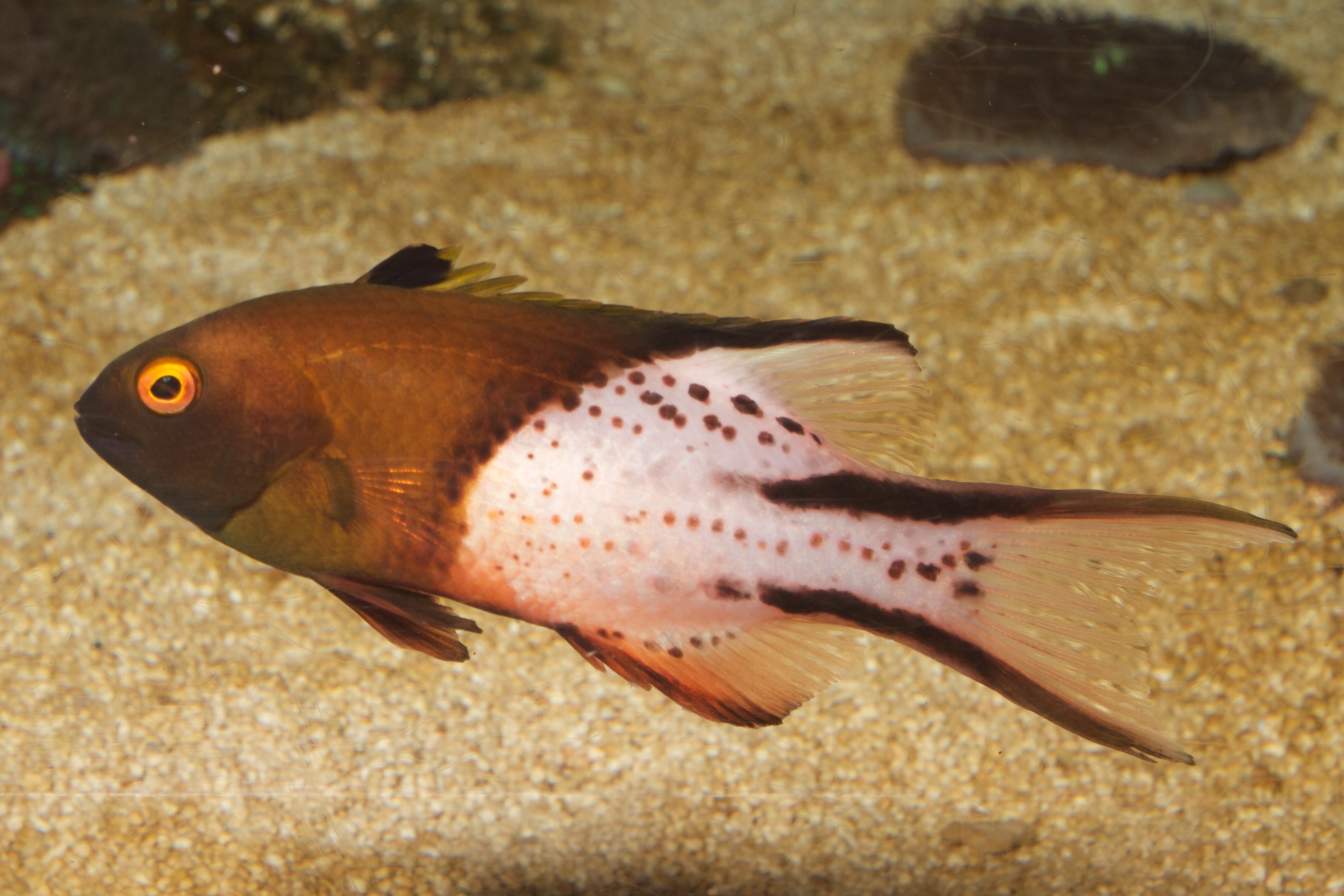 Image of Lyre-tail hogfish