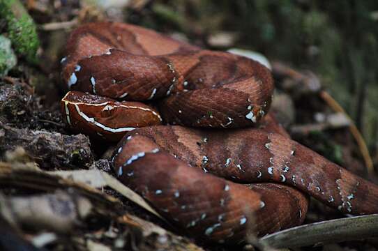 Image de Agkistrodon russeolus Gloyd 1972