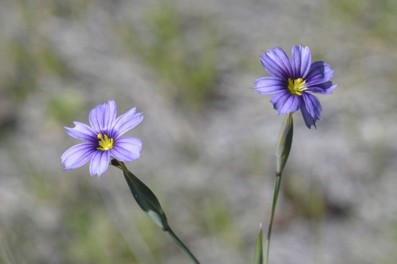 Image of western blue-eyed grass