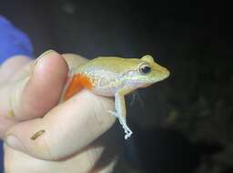 Image of Noble's Robber Frog