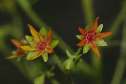 Слика од Saxifraga mutata L.