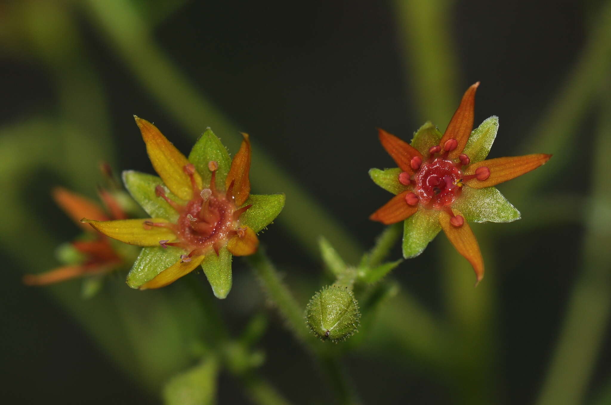 Слика од Saxifraga mutata L.