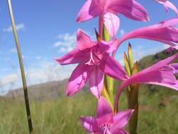 Imagem de Watsonia wilmsii L. Bolus