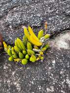 Image of Acianthera johannensis (Barb. Rodr.) Pridgeon & M. W. Chase