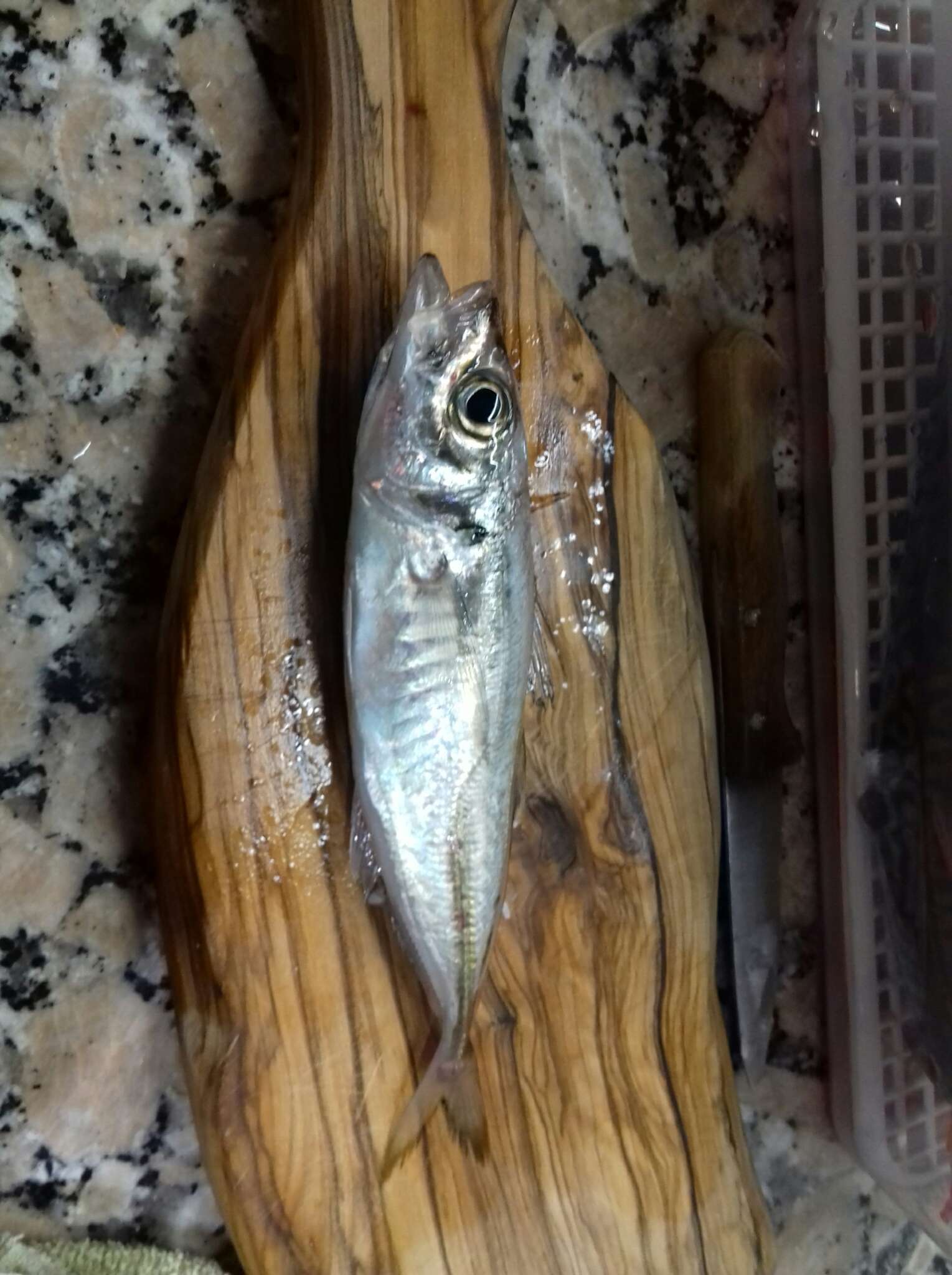 Image of Atlantic Horse Mackerel