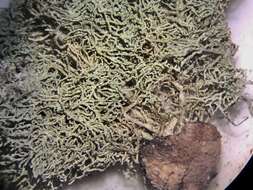 Image of beard lichen