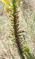 صورة Bulbine abyssinica A. Rich.