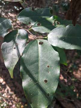 Imagem de Celtis paniculata (Endl.) Planchon