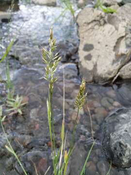 Imagem de Trisetum subalpestre (Hartm.) Neuman