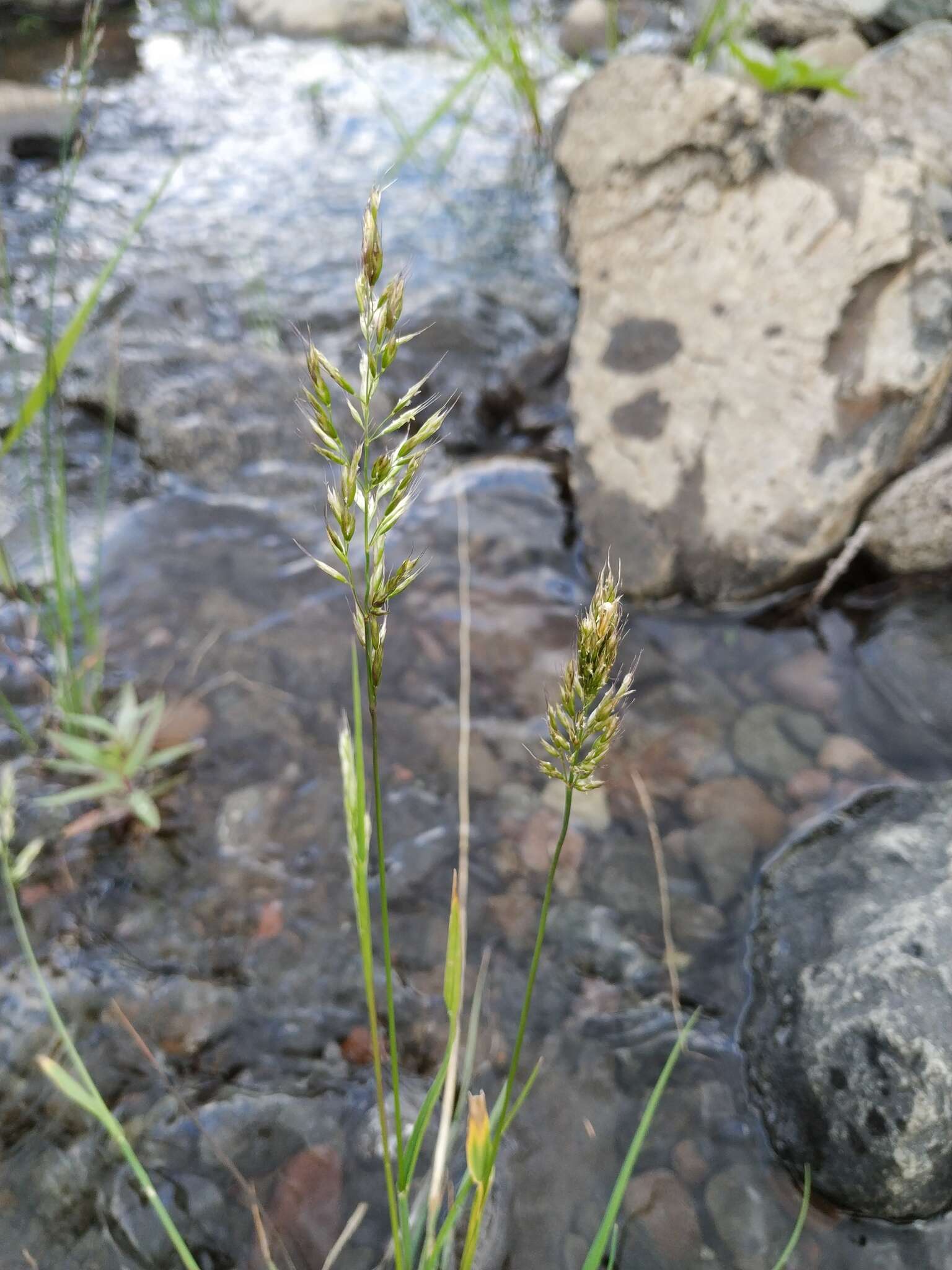 Image of Trisetum subalpestre (Hartm.) Neuman