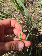 Image of Apache lobelia