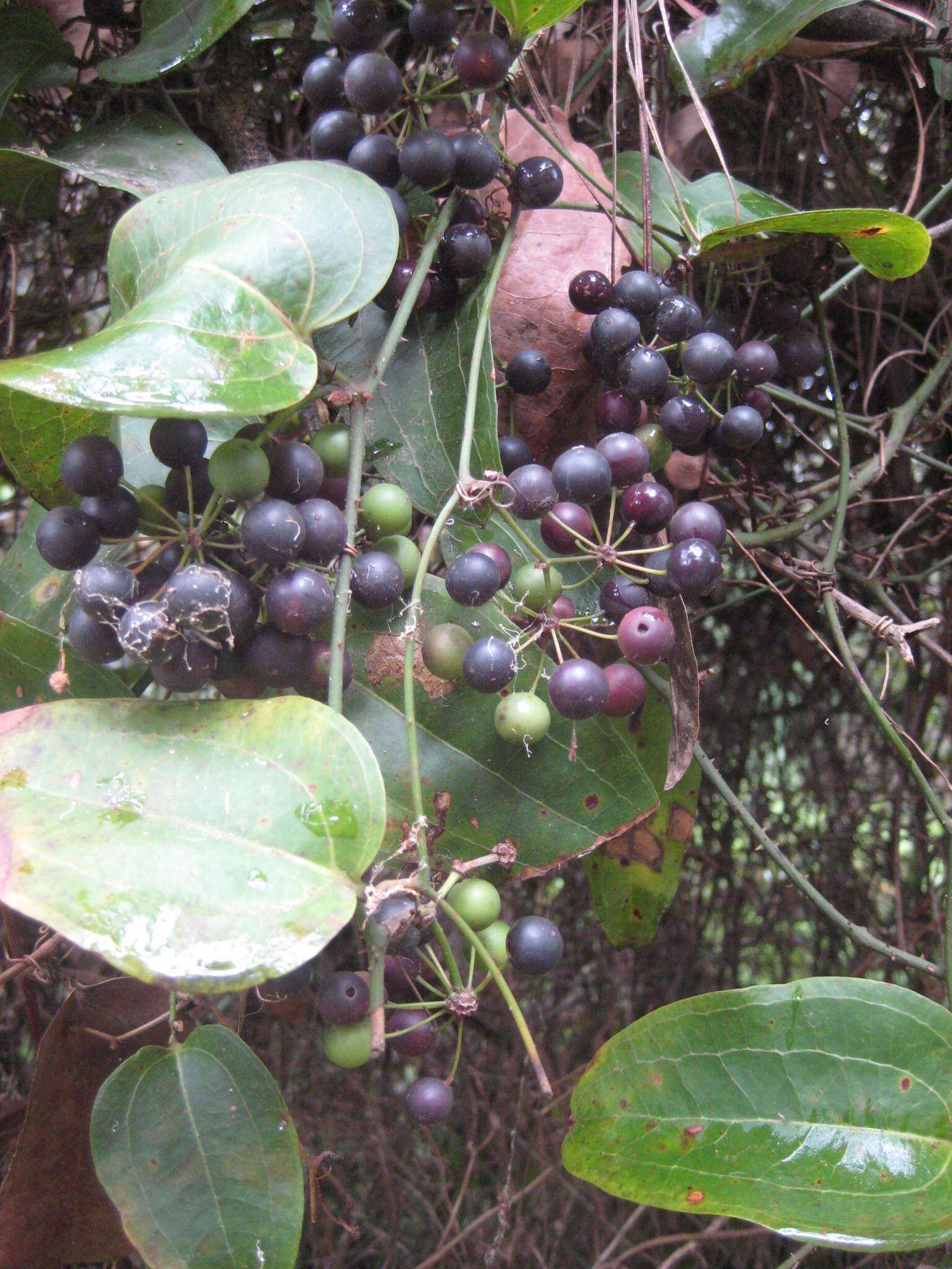 Image of Smilax australis R. Br.