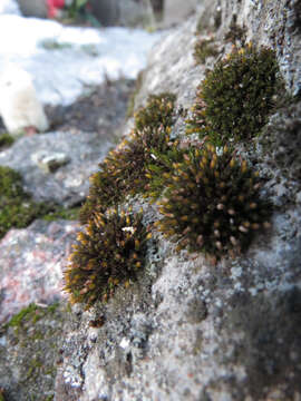 Image of orthotrichum moss