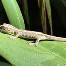 Image of Stephens's Island Gecko