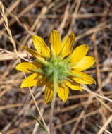 Image of Serpentine Sunflower