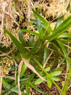 Image of Eriocaulon striatum Lam.