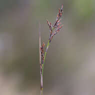 Image of Lepidosperma semiteres Boeckeler