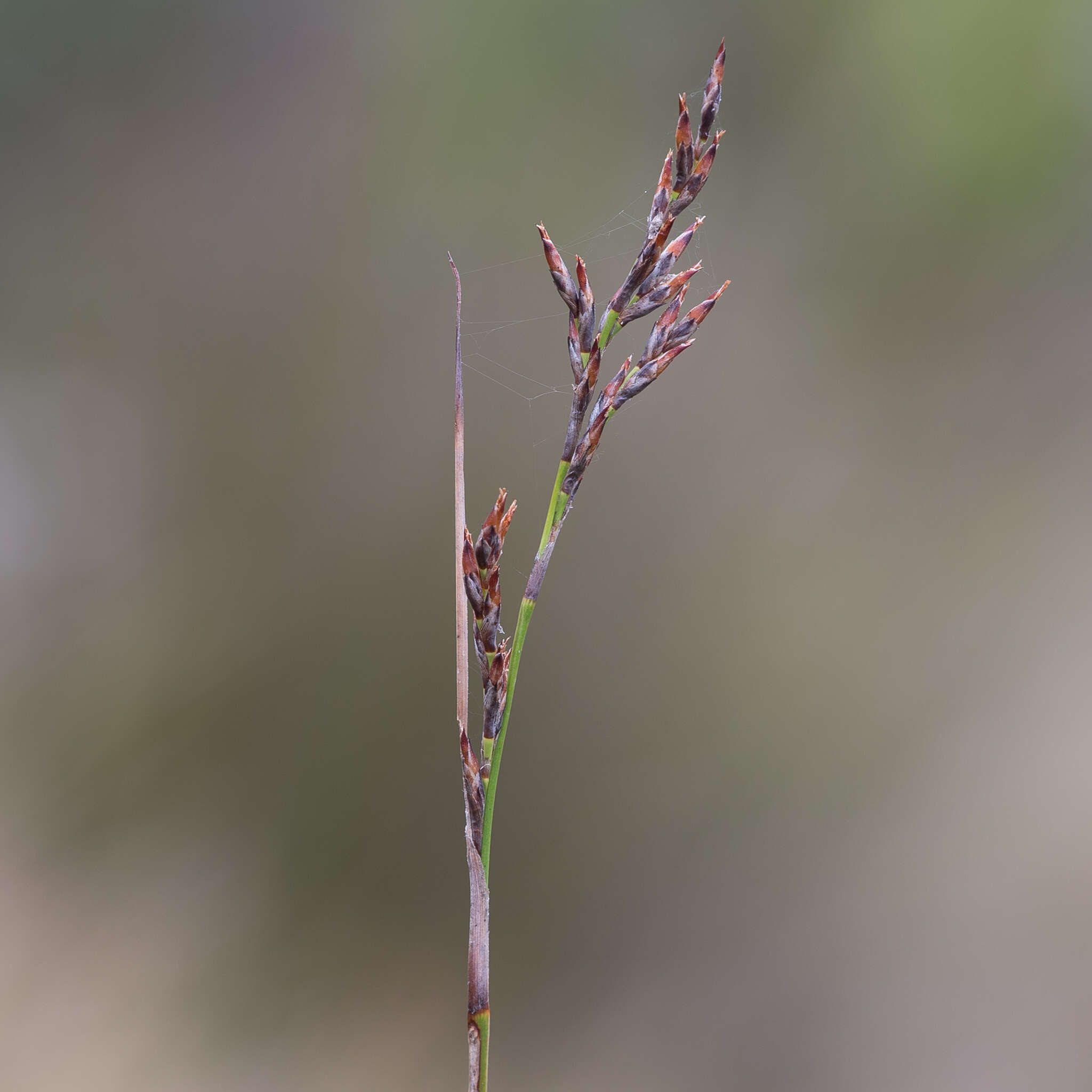 Image of Lepidosperma semiteres Boeckeler