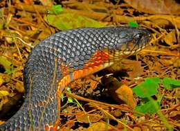 Image of Central American Indigo Snake