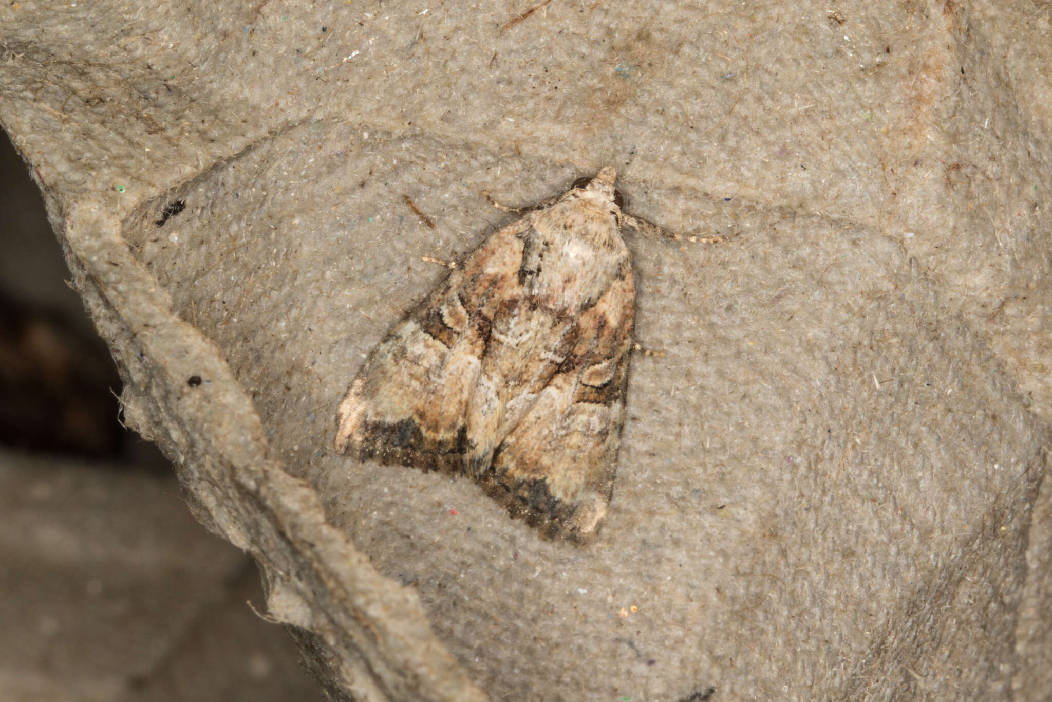 Image of Cloaked Minor