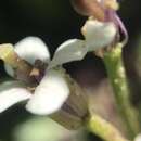 Plancia ëd Cardamine cordata Barnéoud